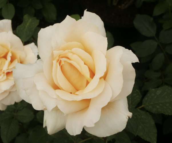 Růže velkokvětá 'Casanova' - Rosa VK 'Casanova'