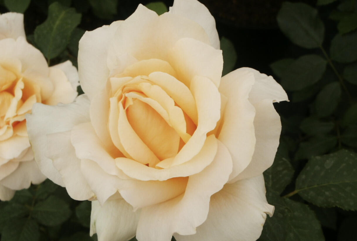 Růže velkokvětá 'Casanova' - Rosa VK 'Casanova'