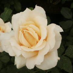 Růže velkokvětá 'Casanova' - Rosa VK 'Casanova'