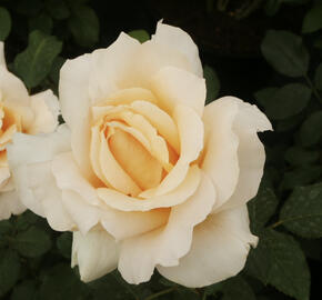 Růže velkokvětá 'Casanova'