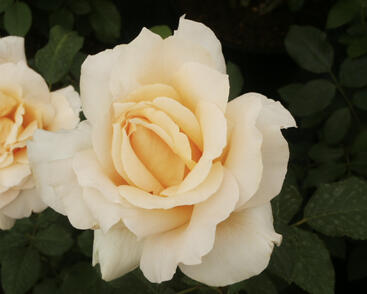 Růže velkokvětá 'Casanova'