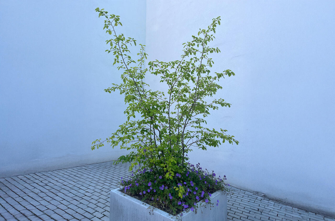 muchovník v nádobě