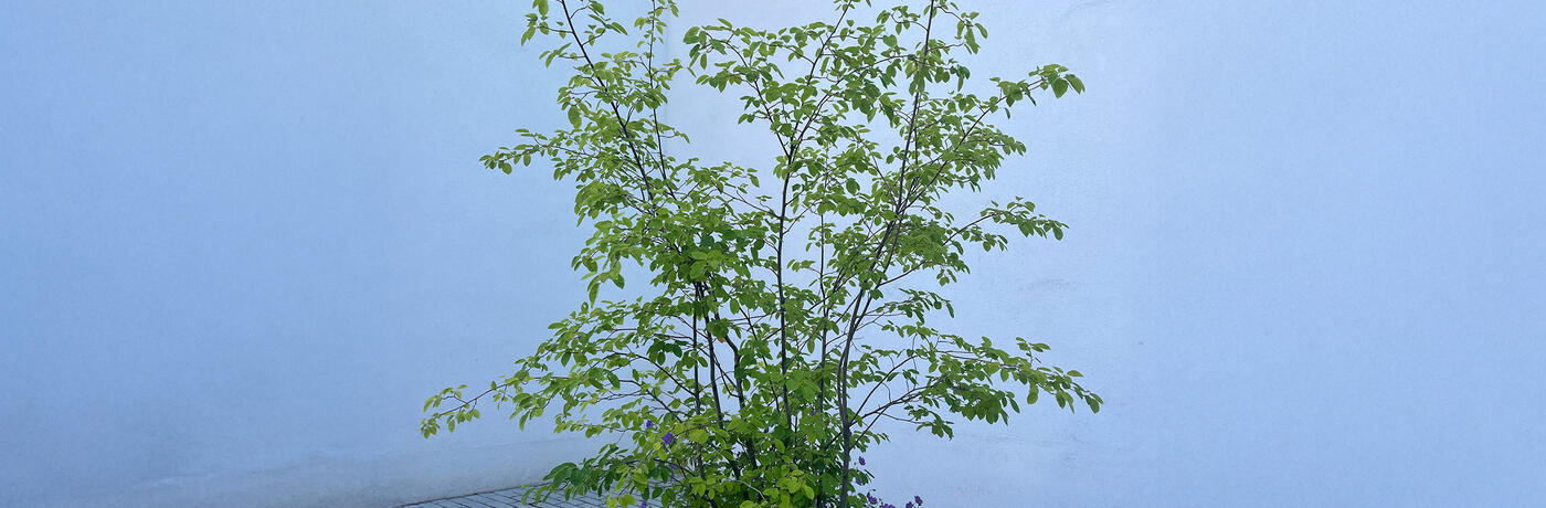 muchovník v nádobě