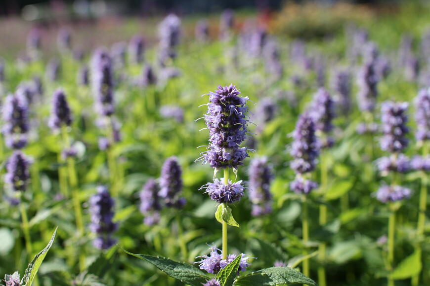 Agastache hybrida ''Blue Fortune''
