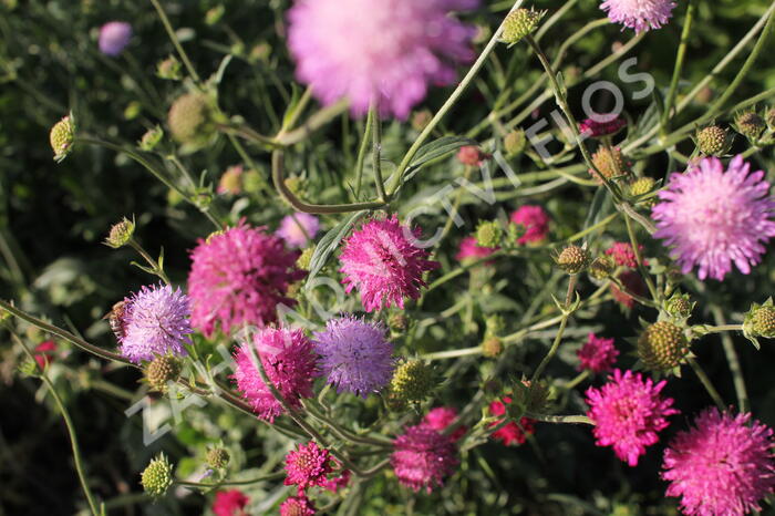 Chrastavec - Knautia macedonica