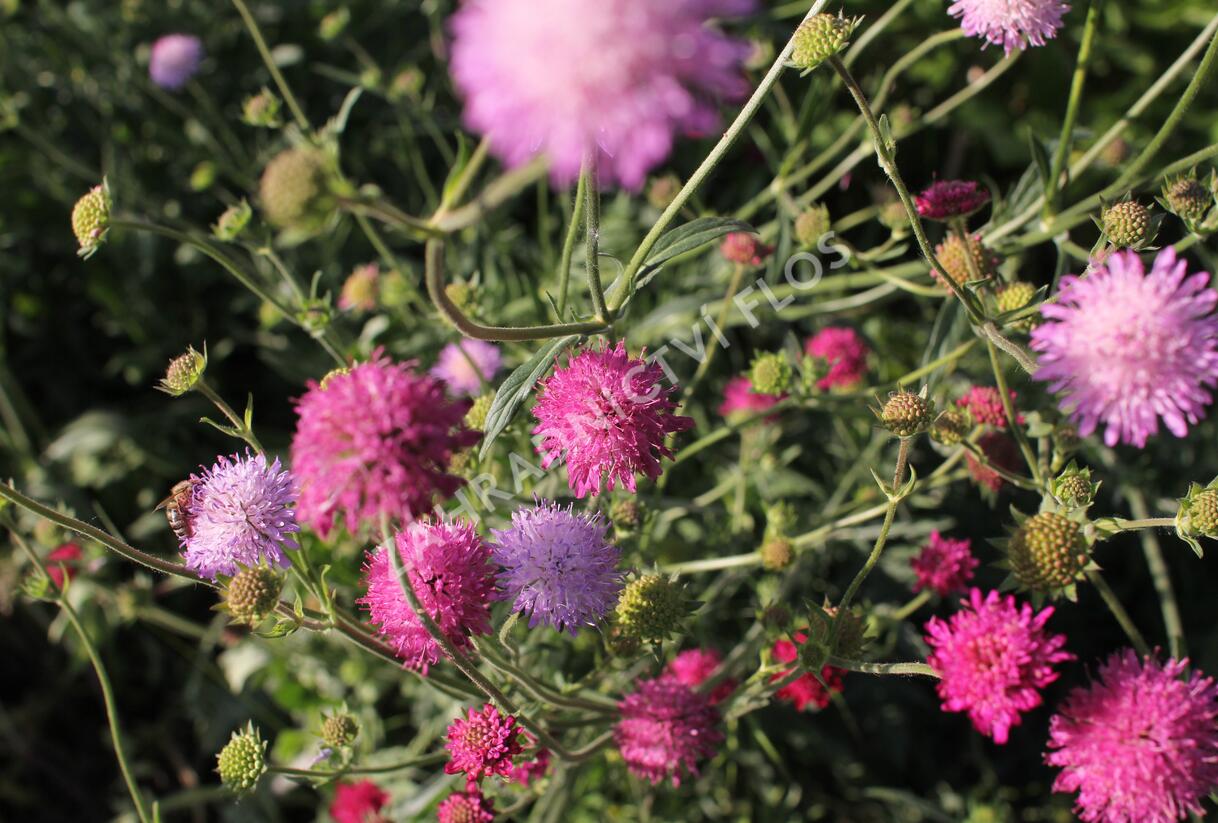 Chrastavec - Knautia macedonica