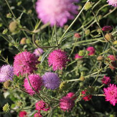 Chrastavec - Knautia macedonica