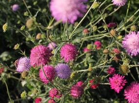 Chrastavec - Knautia macedonica