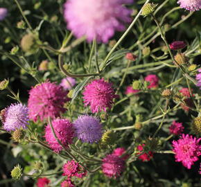 Chrastavec - Knautia macedonica
