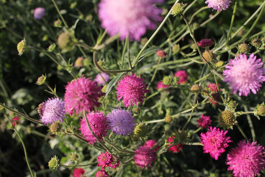 Knautia macedonica