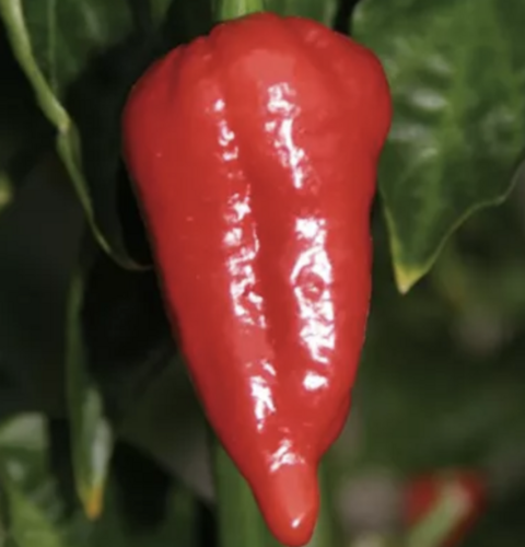 Paprika chilli Dorset Naga' Cresto Red' - Capsicum annum Dorset Naga' Cresto Red'