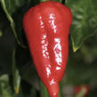 Paprika chilli Dorset Naga' Cresto Red' - Capsicum annum Dorset Naga' Cresto Red'