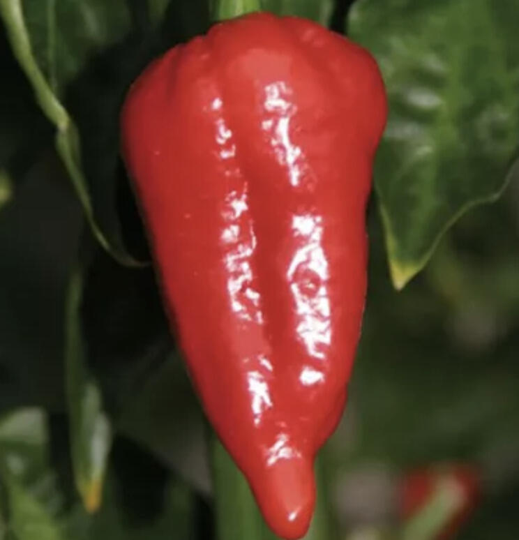 Paprika chilli 'Dorset Naga Cresto Red' - Capsicum annuum 'Dorset Naga Cresto Red'
