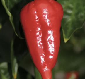 Paprika chilli Dorset Naga' Cresto Red'