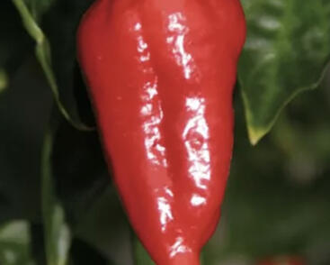 Paprika chilli 'Dorset Naga Cresto Red'