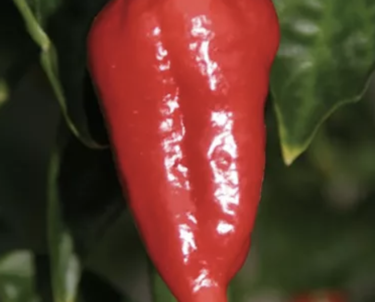 Paprika chilli 'Dorset Naga Cresto Red' - Capsicum annuum 'Dorset Naga Cresto Red'