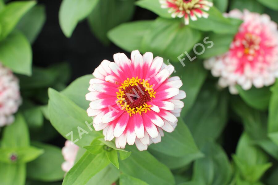 Ostálka sličná 'Swizzle Cherry & Ivory' - Zinnia elegans 'Swizzle Cherry & Ivory'