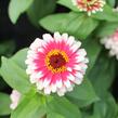 Ostálka sličná 'Swizzle Cherry & Ivory' - Zinnia elegans 'Swizzle Cherry & Ivory'