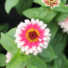 Ostálka sličná 'Swizzle Cherry & Ivory' - Zinnia elegans 'Swizzle Cherry & Ivory'