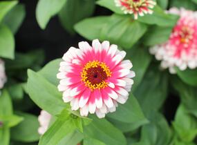 Ostálka sličná 'Swizzle Cherry & Ivory' - Zinnia elegans 'Swizzle Cherry & Ivory'