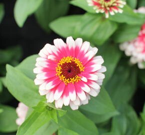 Ostálka sličná 'Swizzle Cherry & Ivory' - Zinnia elegans 'Swizzle Cherry & Ivory'