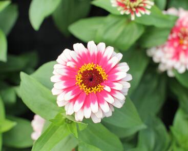 Ostálka sličná 'Swizzle Cherry & Ivory'