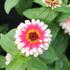 Zinnia elegans 'Swizzle Cherry & Ivory'_01.JPG