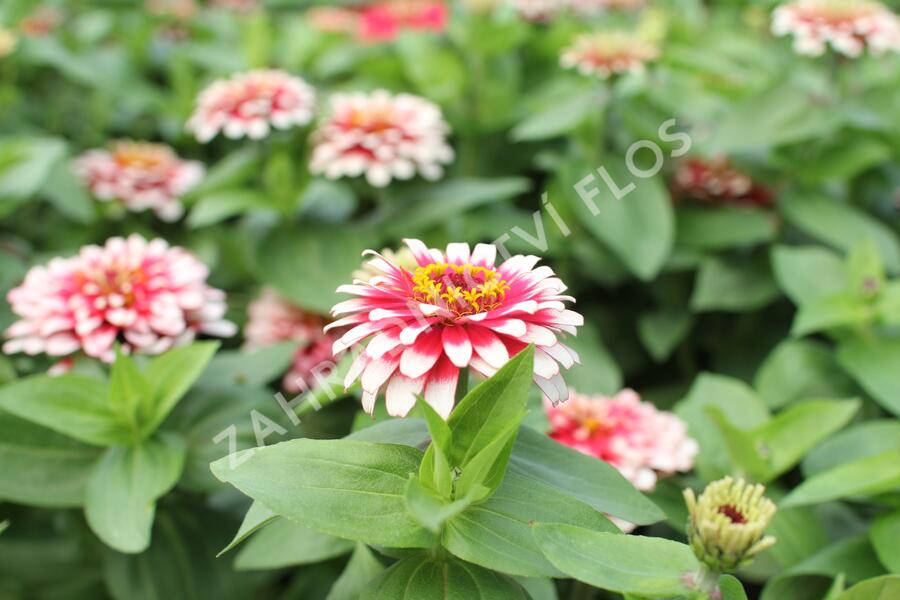 Ostálka sličná 'Swizzle Cherry & Ivory' - Zinnia elegans 'Swizzle Cherry & Ivory'