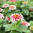 Ostálka sličná 'Swizzle Cherry & Ivory' - Zinnia elegans 'Swizzle Cherry & Ivory'