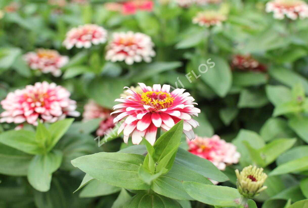 Ostálka sličná 'Swizzle Cherry & Ivory' - Zinnia elegans 'Swizzle Cherry & Ivory'