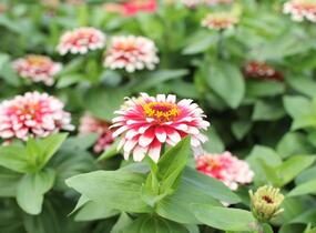 Ostálka sličná 'Swizzle Cherry & Ivory' - Zinnia elegans 'Swizzle Cherry & Ivory'