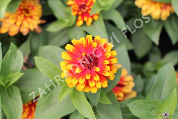 Ostálka sličná 'Swizzle Scarlet & Yellow' - Zinnia elegans 'Swizzle Scarlet & Yellow'