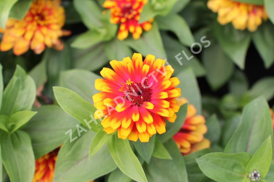 Ostálka sličná 'Swizzle Scarlet & Yellow' - Zinnia elegans 'Swizzle Scarlet & Yellow'