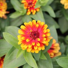 Ostálka sličná 'Swizzle Scarlet & Yellow' - Zinnia elegans 'Swizzle Scarlet & Yellow'