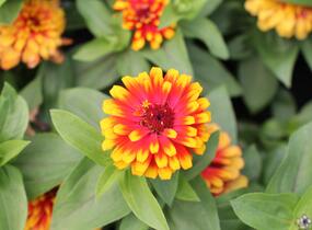Ostálka sličná 'Swizzle Scarlet & Yellow' - Zinnia elegans 'Swizzle Scarlet & Yellow'