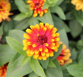 Ostálka sličná 'Swizzle Scarlet & Yellow' - Zinnia elegans 'Swizzle Scarlet & Yellow'