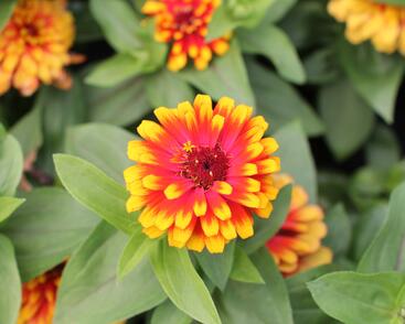 Ostálka sličná 'Swizzle Scarlet & Yellow'