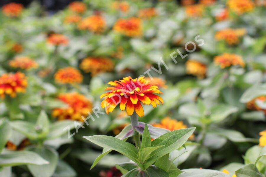 Ostálka sličná 'Swizzle Scarlet & Yellow' - Zinnia elegans 'Swizzle Scarlet & Yellow'