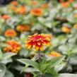 Ostálka sličná 'Swizzle Scarlet & Yellow' - Zinnia elegans 'Swizzle Scarlet & Yellow'