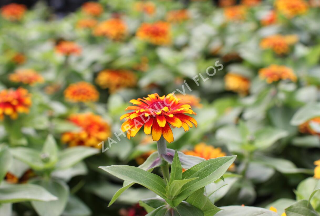 Ostálka sličná 'Swizzle Scarlet & Yellow' - Zinnia elegans 'Swizzle Scarlet & Yellow'