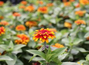 Ostálka sličná 'Swizzle Scarlet & Yellow' - Zinnia elegans 'Swizzle Scarlet & Yellow'