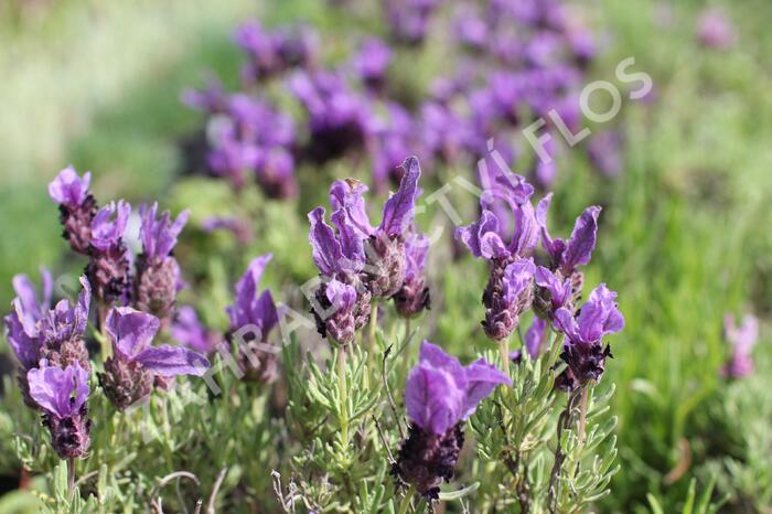 Levandule korunkatá 'Speedy Purple' - Lavandula stoechas 'Speedy Purple'