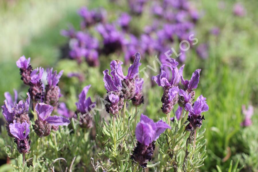 Levandule korunkatá 'Speedy Purple' - Lavandula stoechas 'Speedy Purple'