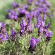 Levandule korunkatá 'Speedy Purple' - Lavandula stoechas 'Speedy Purple'