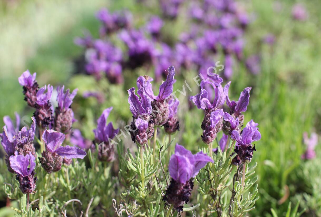 Levandule korunkatá 'Speedy Purple' - Lavandula stoechas 'Speedy Purple'