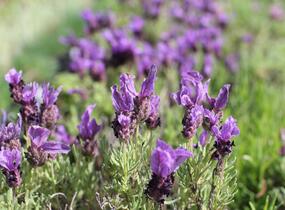 Levandule korunkatá 'Speedy Purple' - Lavandula stoechas 'Speedy Purple'