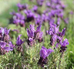 Levandule korunkatá 'Speedy Purple' - Lavandula stoechas 'Speedy Purple'