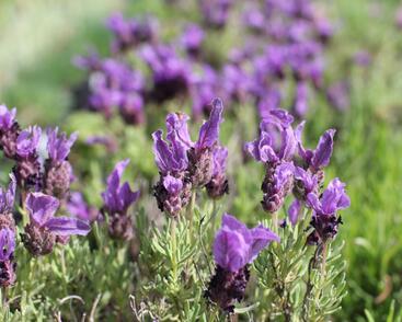 Levandule korunkatá 'Speedy Purple'