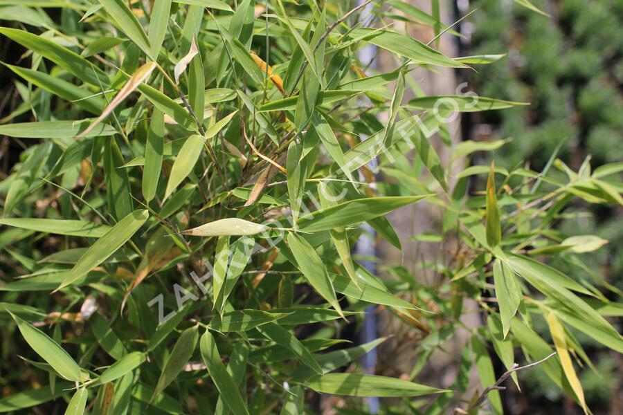 Bambus 'Panda' - Fargesia murieliae 'Panda'