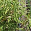 Bambus 'Panda' - Fargesia murieliae 'Panda'